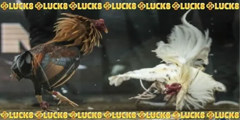 Mẹo chinh phục kèo chọi kê thành công - trực tiếp đá gà cựa dao hôm nay