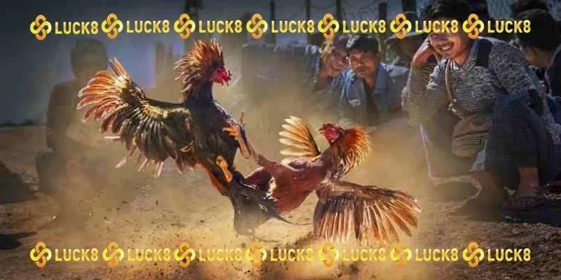 Thử sức cùng kèo gà Thomo thú vị