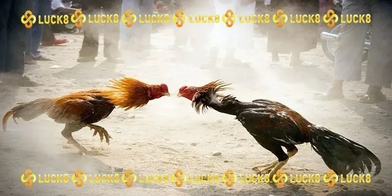 Xem đá gà trực tiếp Thomo